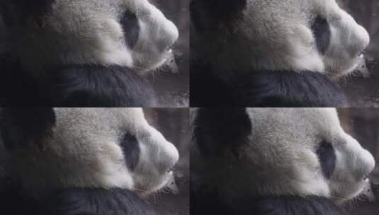 一直正在睡觉的大熊猫高清在线视频素材下载