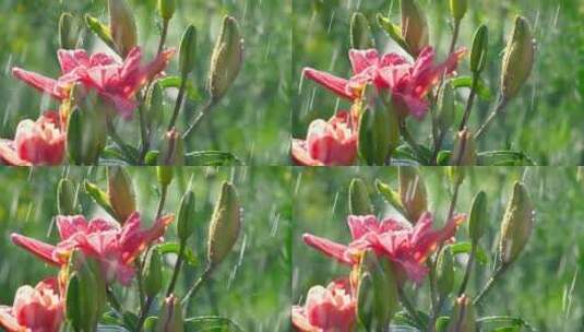 雨下的粉色百合花高清在线视频素材下载
