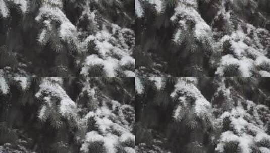 树叶覆盖着松软的雪高清在线视频素材下载