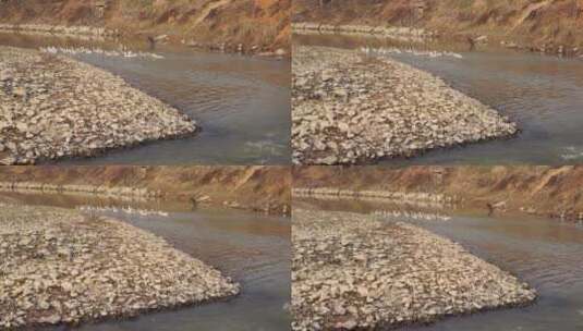 乡村小溪边的鸭子高清在线视频素材下载