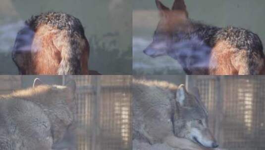 【镜头合集】动物园里的藏狐和狼高清在线视频素材下载