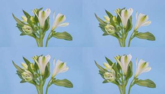 六出花绽放在蓝色背景上的的延时摄影视频高清在线视频素材下载