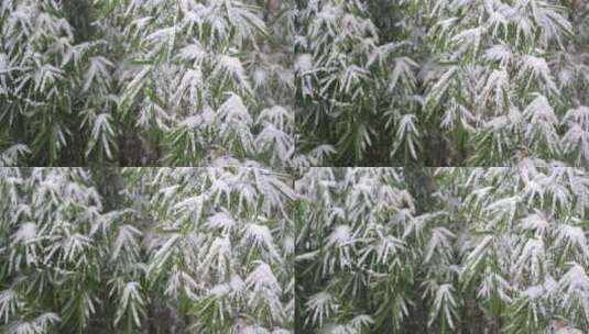 下雪瑞雪-竹叶积雪高清在线视频素材下载