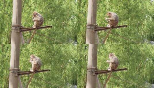 独眼猕猴在电线杆吃水果高清在线视频素材下载