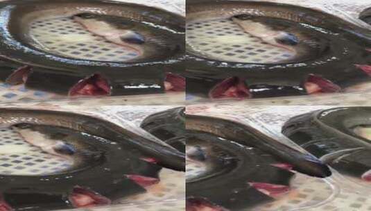 乌耳鳗鲡实拍高清在线视频素材下载