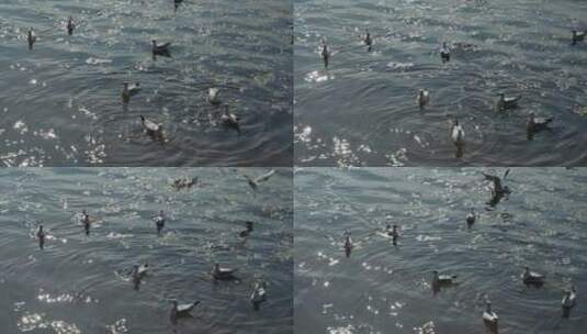 水面上的海鸥候鸟高清在线视频素材下载