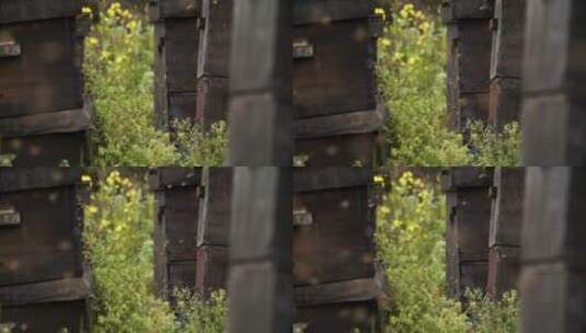 养蜂场的蜜蜂飞舞慢镜头高清在线视频素材下载
