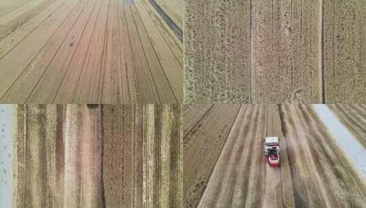 4K航拍麦田大型联合收割机收麦子高清在线视频素材下载