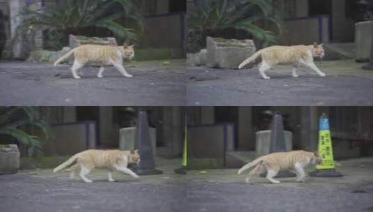 行走的流浪猫高清在线视频素材下载