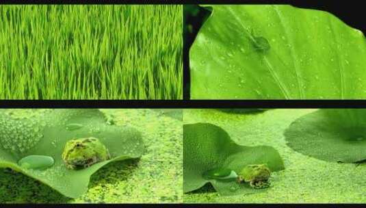 荷叶上的一只青蛙农业绿色无公害稻草水珠高清在线视频素材下载