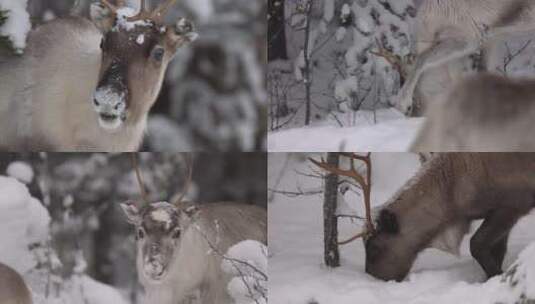 冬季森林中觅食吃草的驯鹿麋鹿高清在线视频素材下载