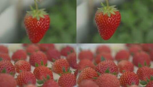 草莓果园高清在线视频素材下载