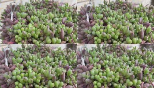 紫玄月植物特写镜头高清在线视频素材下载