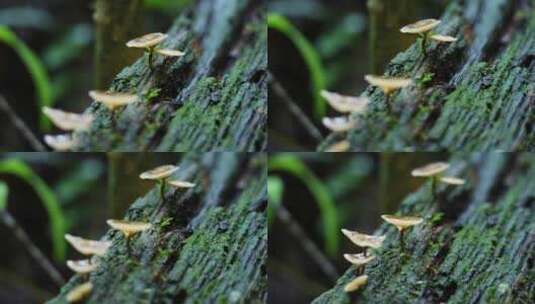 4K高清绿色森林元素空镜素材升格菌菇高清在线视频素材下载