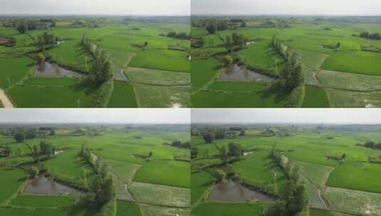 乡村田园稻田绿色农作物水稻航拍高清在线视频素材下载