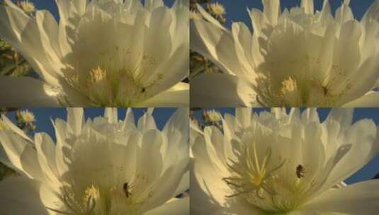 花朵中的蜜蜂高清在线视频素材下载