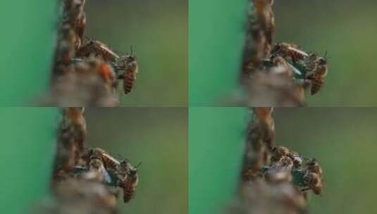 蜜蜂微距镜头高清在线视频素材下载