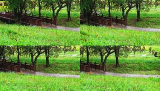 公园花丛中的木栈道高清在线视频素材下载