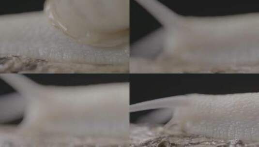 蜗牛爬行中足部特写微距LOG高清在线视频素材下载