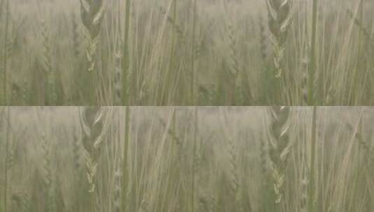 一株成熟的麦穗超微距特写LOG高清在线视频素材下载