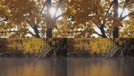 秋季阳光黄叶麦田果实唯美合集高清在线视频素材下载