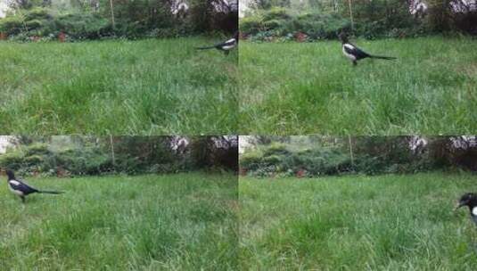 草地上的鸟儿高清在线视频素材下载