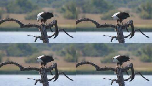 老鹰吃树枝上的鱼高清在线视频素材下载