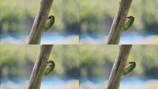 树干上的啄木鸟高清在线视频素材下载