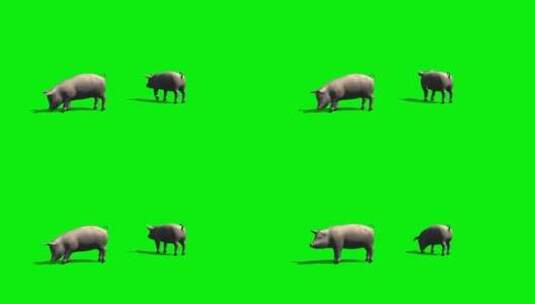绿幕-动物-双猪吃食2高清在线视频素材下载