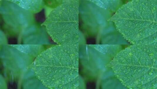 沾满雨珠的绿叶高清在线视频素材下载