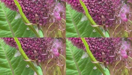 鸡冠花上的虫子高清在线视频素材下载