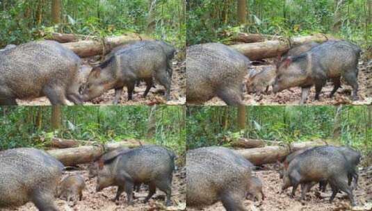 丛林里正在觅食的两只黑野猪高清在线视频素材下载