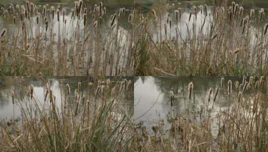 池塘边的高芦苇特写高清在线视频素材下载
