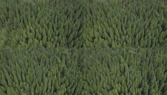 山野深林植被高清在线视频素材下载