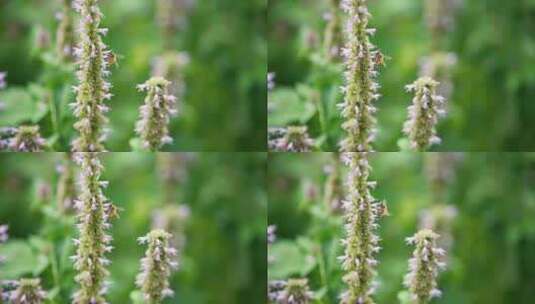 蜜蜂采蜜飞舞特写慢镜头高清在线视频素材下载