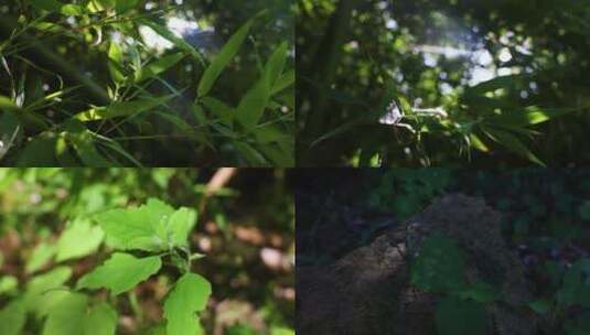 夏天植物光影空镜素材高清在线视频素材下载