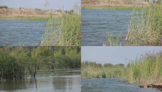 河边的芦苇   风中摇曳的芦苇  合集高清在线视频素材下载