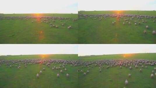 乌拉圭 牧场放牧 羊群奔跑 阳光河道 航拍高清在线视频素材下载
