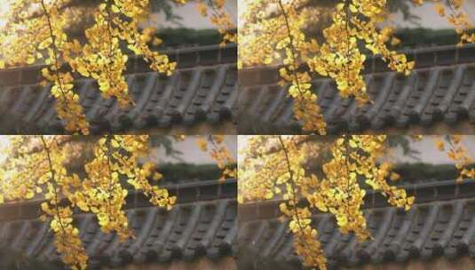 秋天中式庭院里金黄的银杏树高清在线视频素材下载