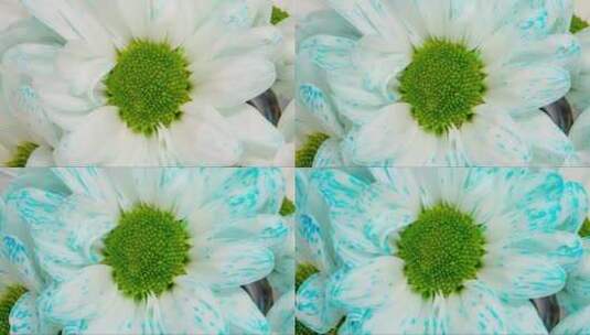 白色菊花逐渐变蓝高清在线视频素材下载