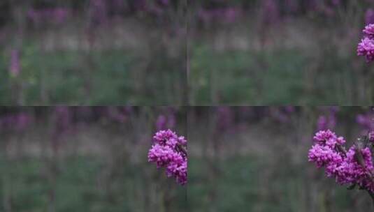 春日、紫荆、花朵高清在线视频素材下载