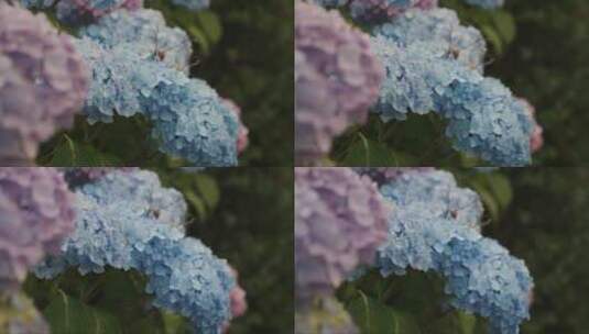 粉色和蓝色的绣球花缓慢移动高清在线视频素材下载