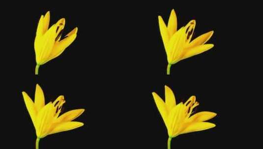 盛开的黄色百合花高清在线视频素材下载