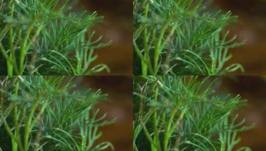 桌上的绿茴香高清在线视频素材下载