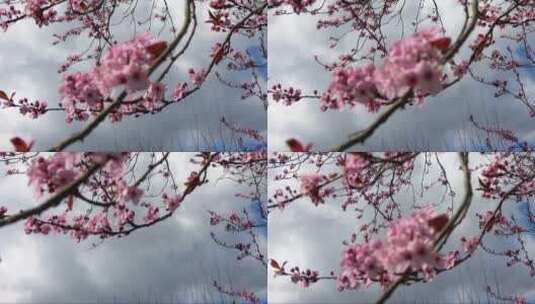 随风飘动绽放花朵的树枝高清在线视频素材下载
