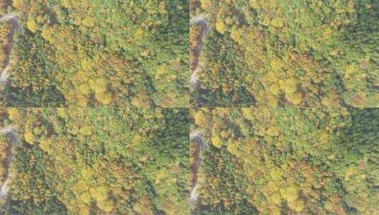 航拍森林秋景  秋天的森林高清在线视频素材下载