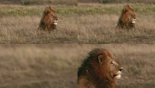 草原上的狮子高清在线视频素材下载
