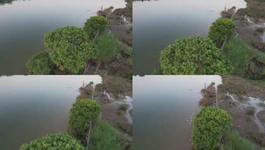河岸湿地航拍高清在线视频素材下载