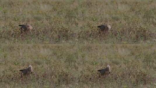 草丛中的褐色老鹰高清在线视频素材下载