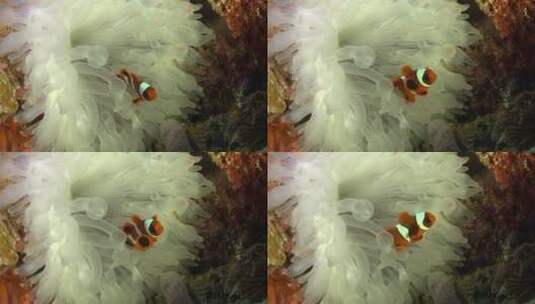 海葵中的小丑鱼高清在线视频素材下载